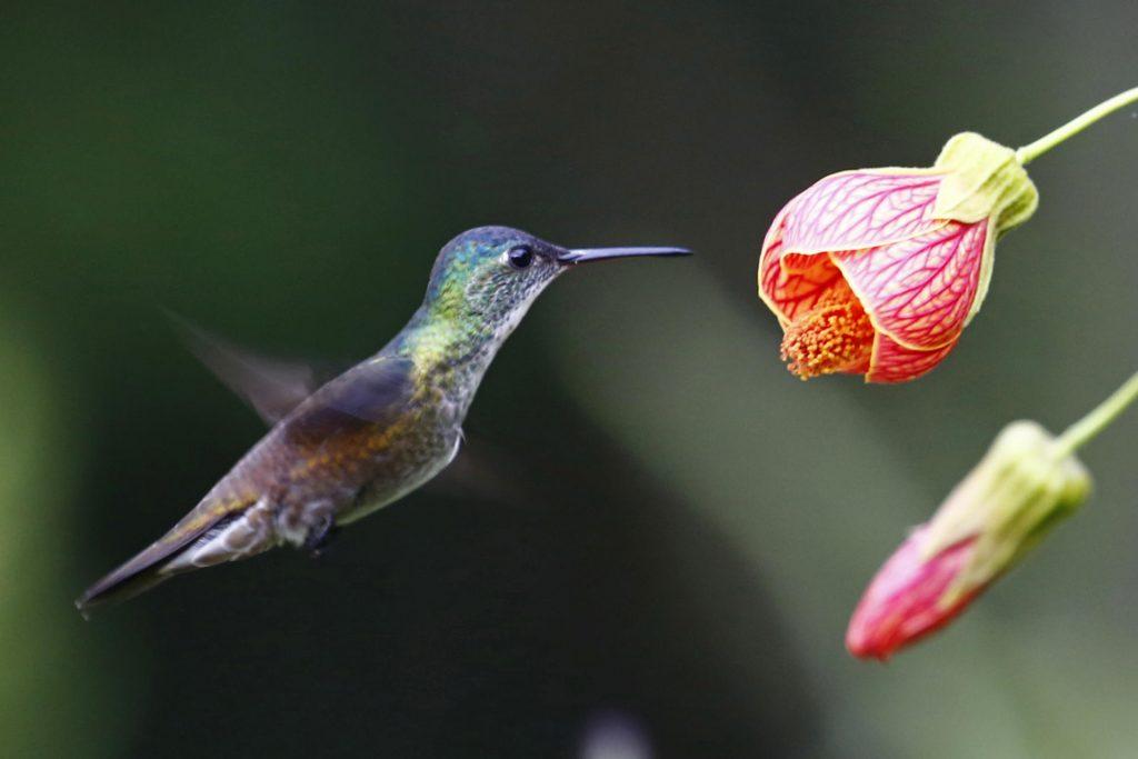 Azure-crowned Hummingbird and Flower
