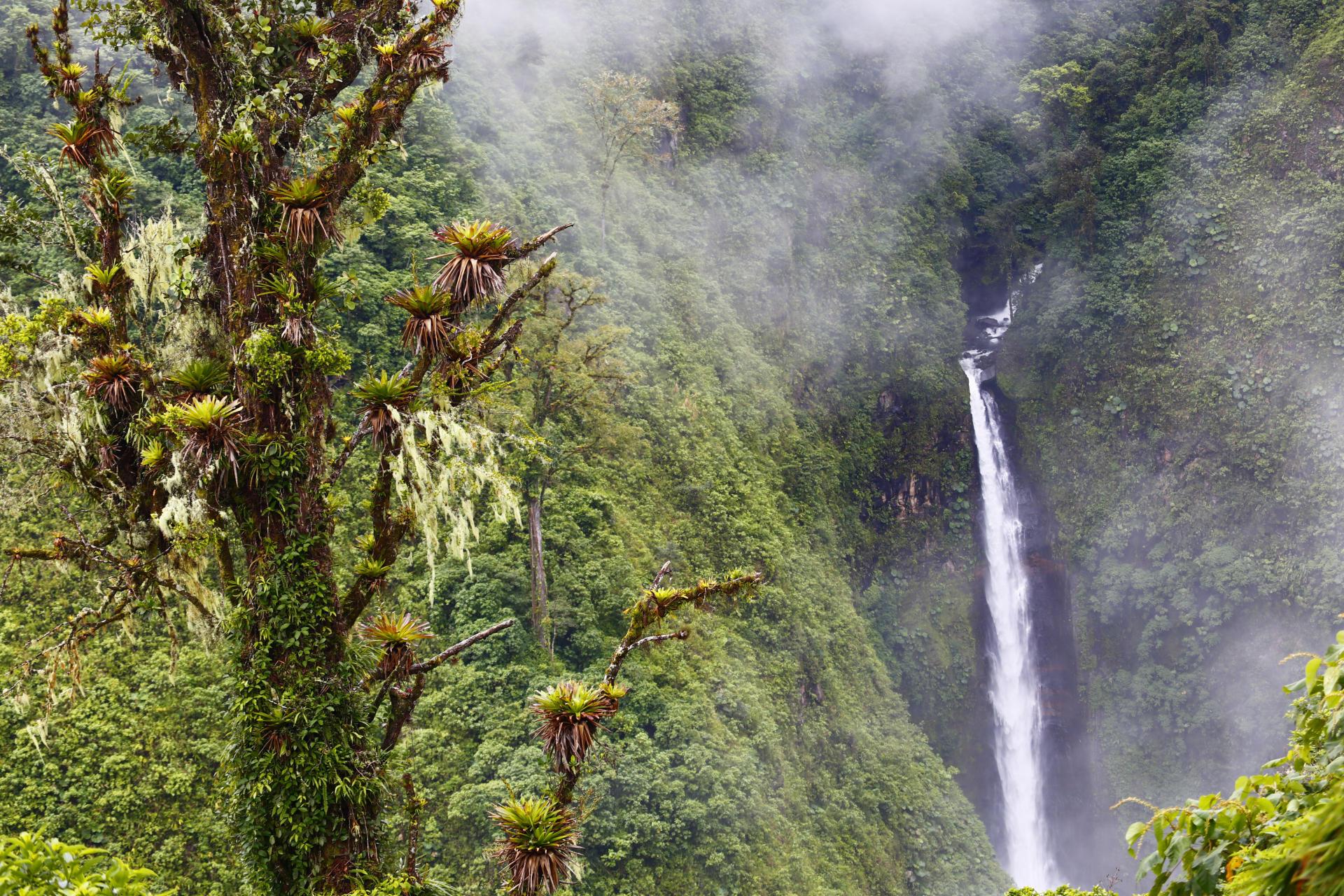 Cloud Forest Waterfall