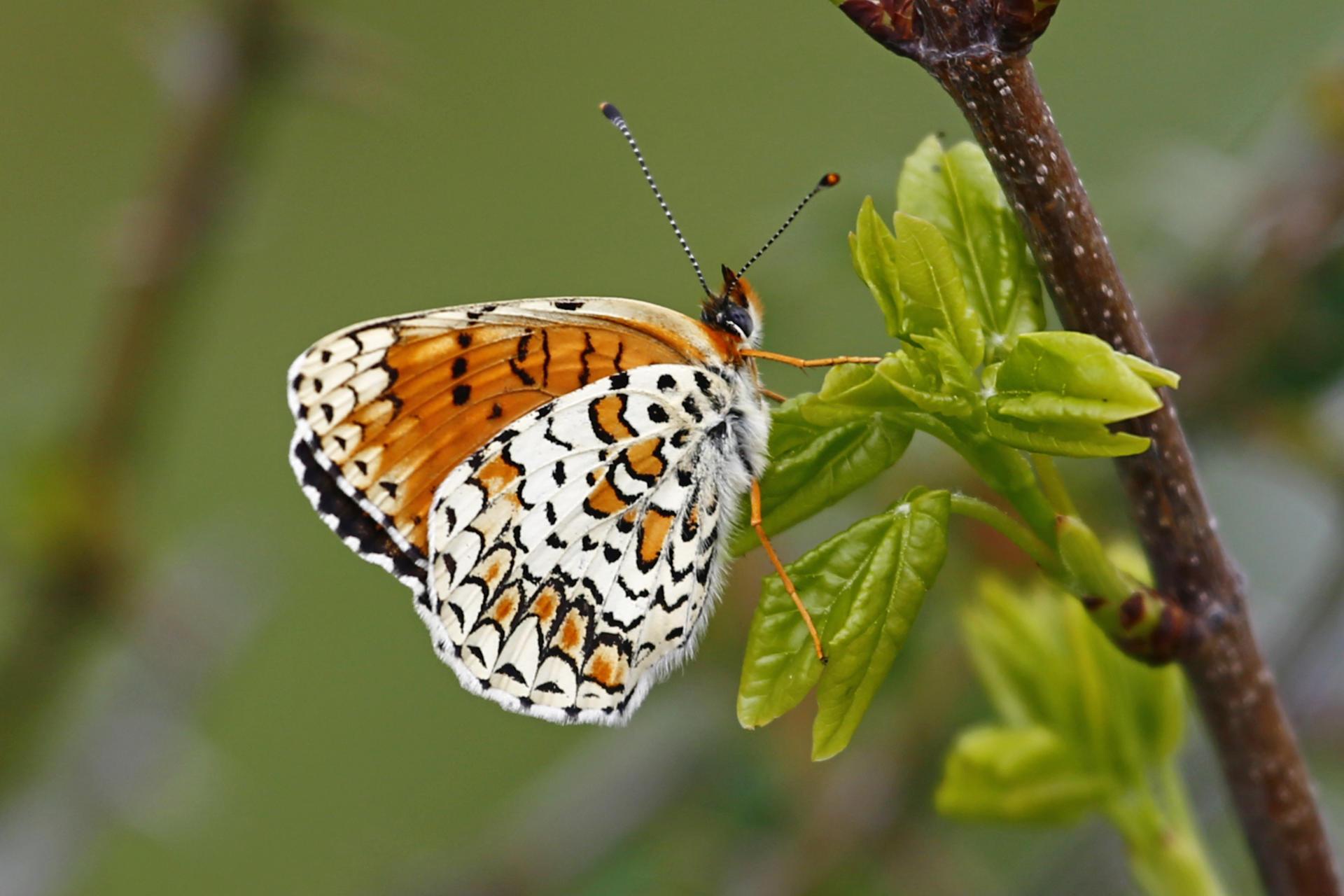 Eastern Knapweed Fritillary