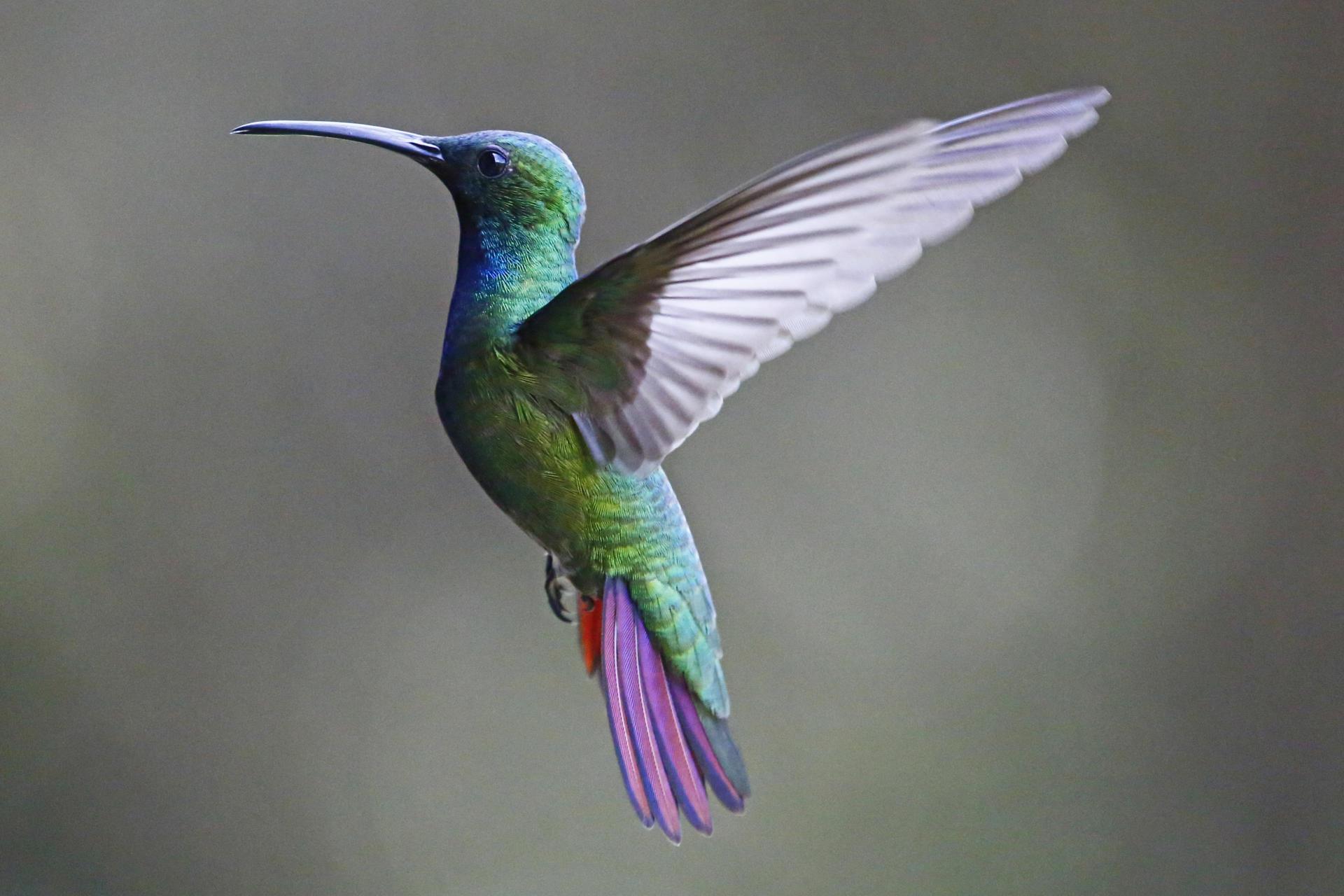 Green-breasted Mango (female)