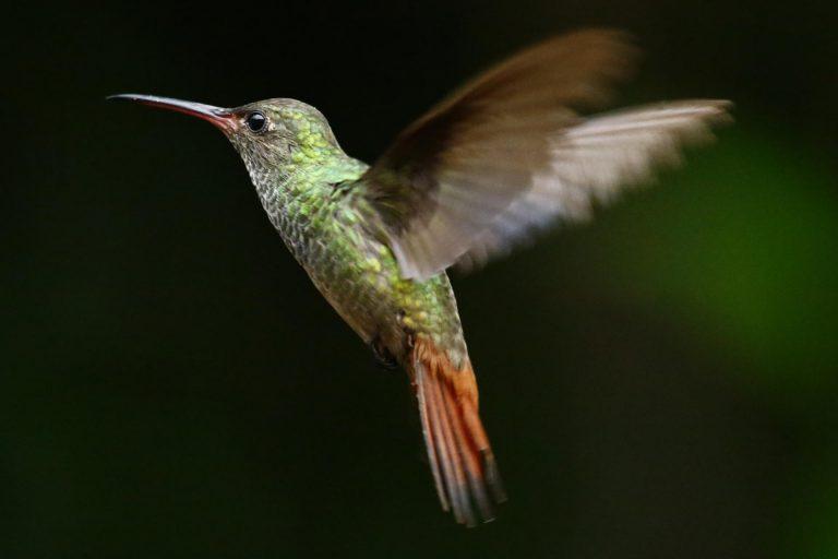 Rufous-tailed Hummingbird