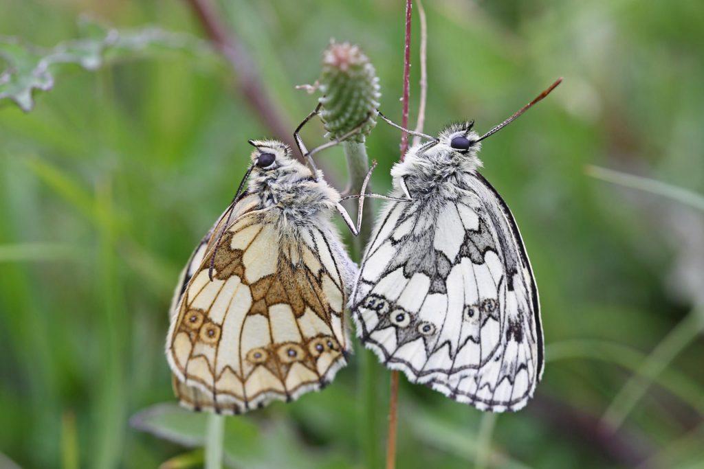 Marbled White Butterflies