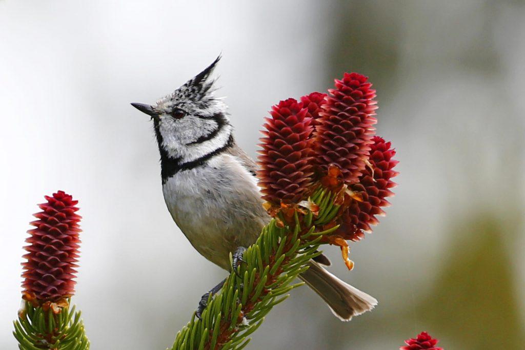 Crested Tit