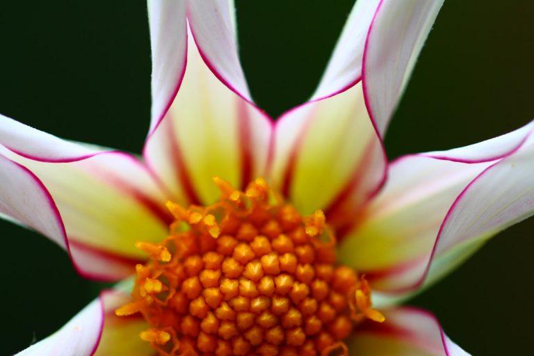 Folded Dahlia Flower, UK