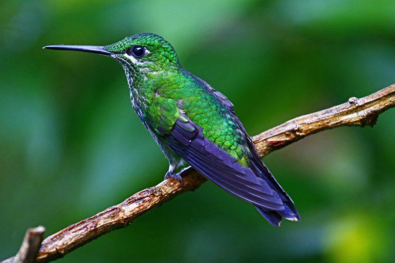 Green-crowned Brilliant, Costa Rica