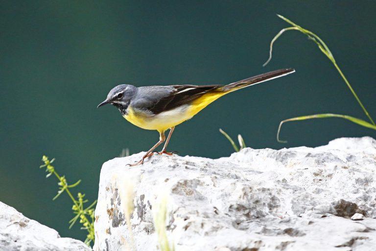 Grey Wagtail, Herzegovina