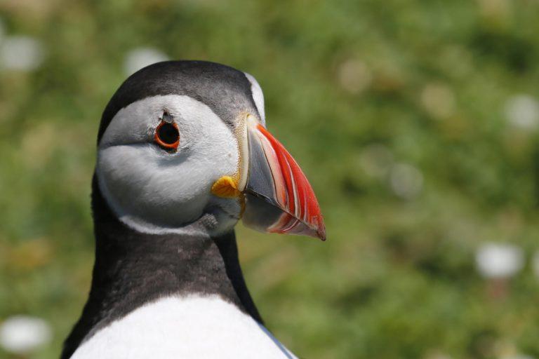 Puffin 3/4s Profile, Skomer Island