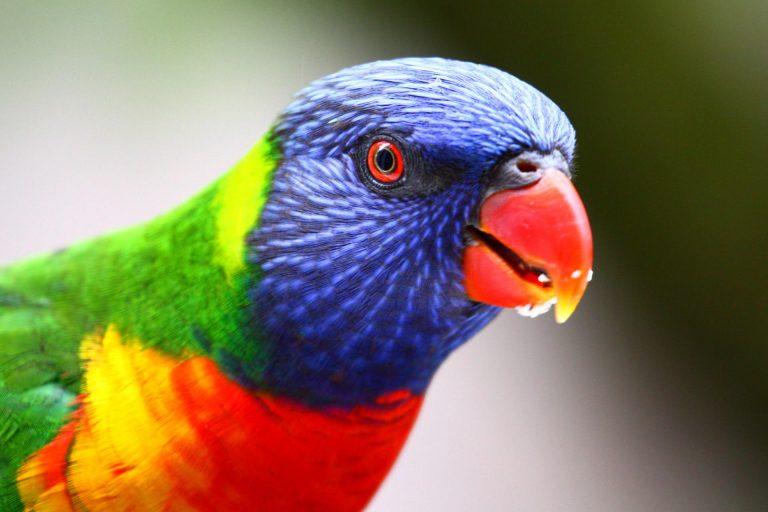 Rainbow Lorikeet, Australia