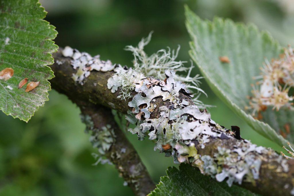 Lichen