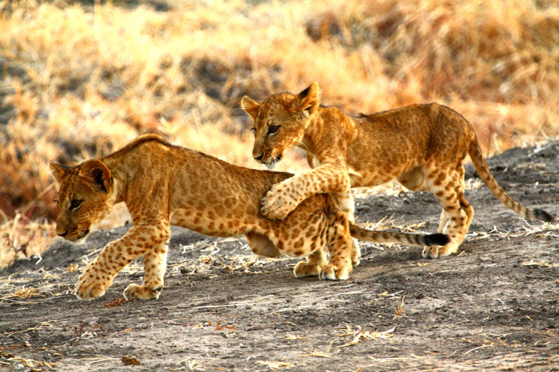 Lion Cubs