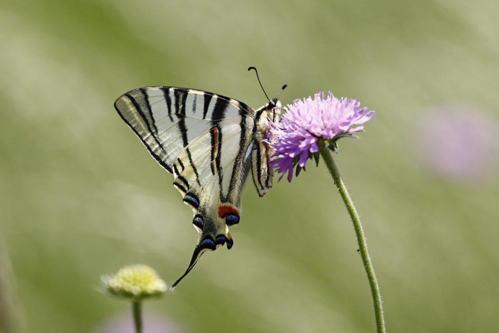 Scarce Swallowtail Side View