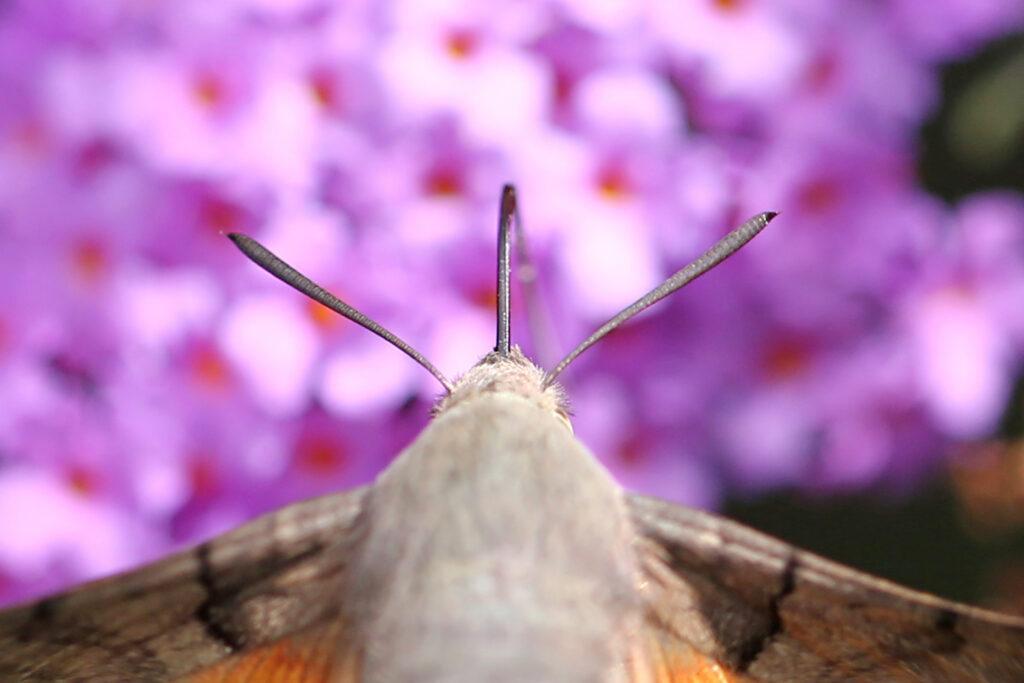 Hummingbird Hawk Moth head